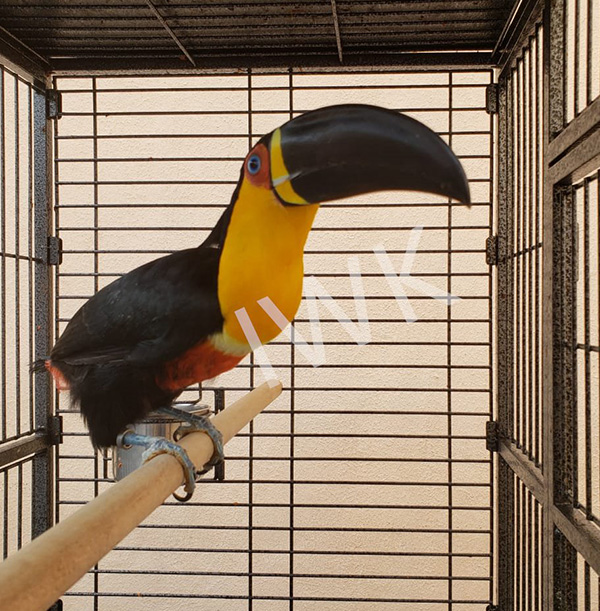 Largirostrornis