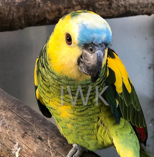 Yellow-wing Parrot